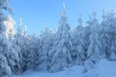 Grove Park Christmas Tree Sale