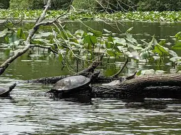 Pocomoke State Forest