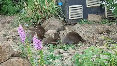 Otters