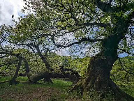 Capon Tree Oak