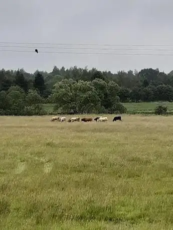 Kingsthorpe North Meadows