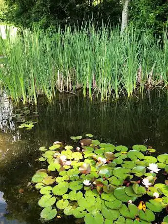 Froggy pond