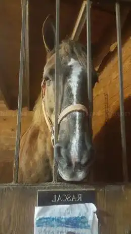 Chrislar Horse Farm and Equestrian Center