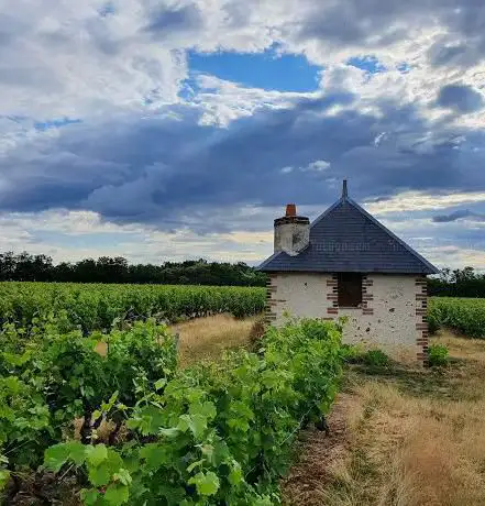 Rendez-Vous dans les Vignes