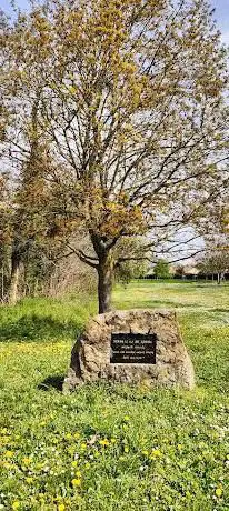 Arbre de la liberté