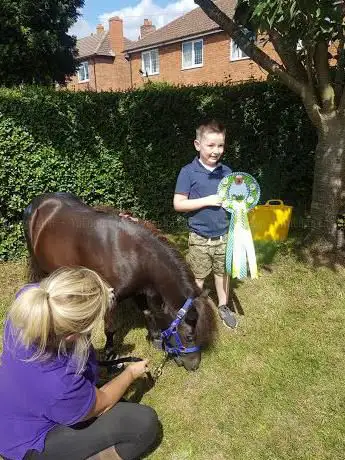 Miniature Shetland Therapy Ponies