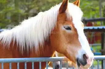 Equestrian Center De Chambly