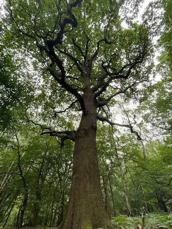 weald forest tree hiking