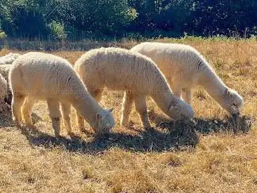 mohair-normandie Ferme LÃ -bas laines Benoit BECRET