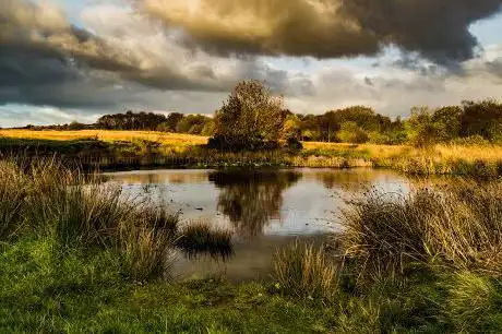 Wetley Moor Common