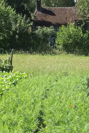 Le Jardin Dans La Vallée