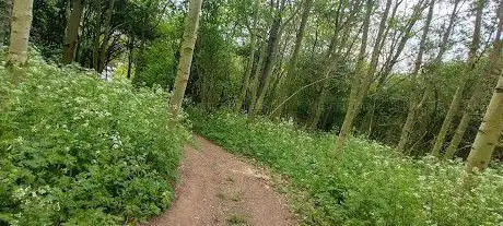 Badgers Wood