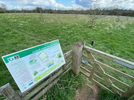 Vell Mill Daffodil Meadow