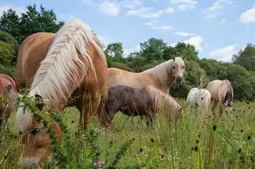 Les Chevaux de Brocéliande