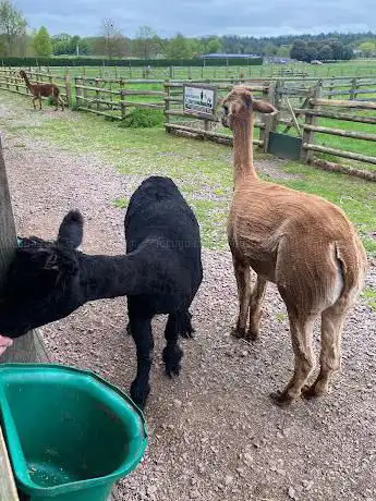 alpaca and llama enclosure