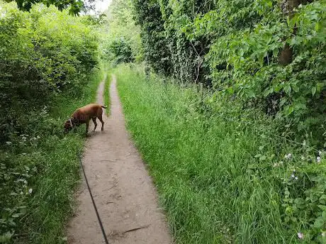 Pogle's wood