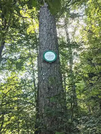 Col du Hohenbourg