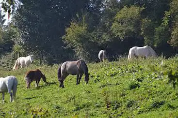 Equestrian Center Du Val De Sienne