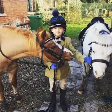 Hodsock Ponies