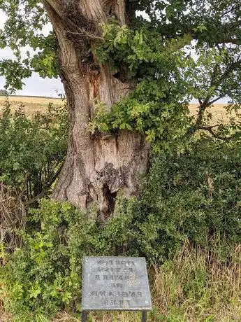 Centre of England Tree - Morton Parish