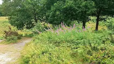 National Trust - Headley Heath