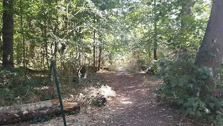 Gorse Covert - woodland