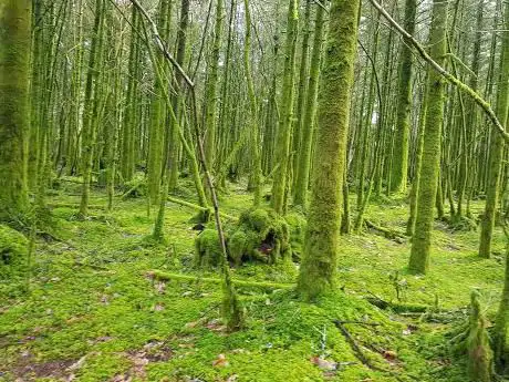 Forêt de Trémelin