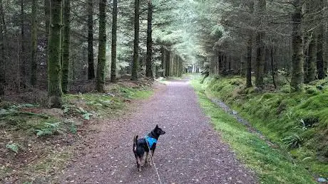 Dyfnant Forest