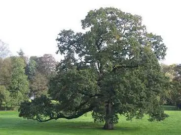 Chêne pédonculé - L'arbre du parc