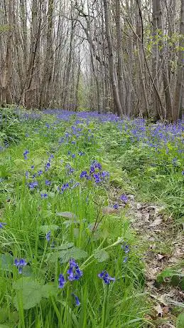 BPAW Paddock Woods