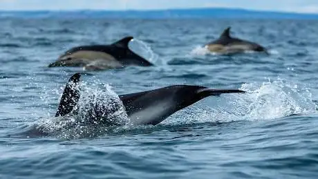 Devon Sea Safari