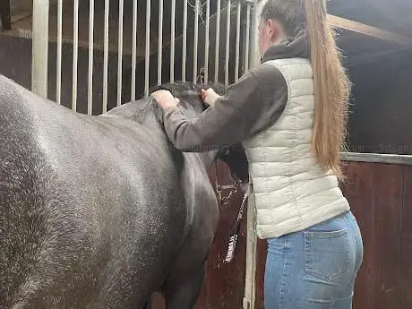 EJA Equine Therapy