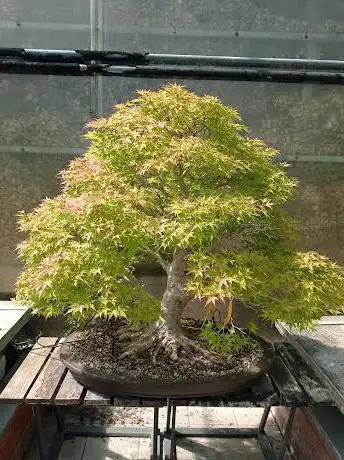 Il Museo Del Bonsai