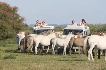 Camargue découverte 100% camargue safari en 4x4, Ebike, calèche, quad