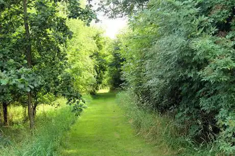 Plummer's Wood