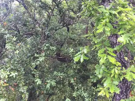 Barranco de San Juste - Carrera Canciás