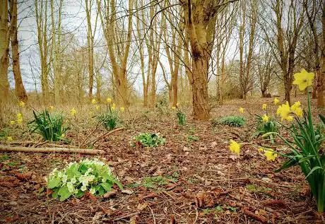 Linnell Rd Open Space (Linnel Woods)