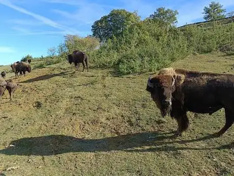 La Ferme Aux Bisons