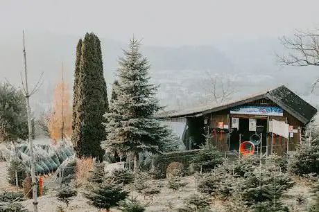 Weihnachtsbäume Sperisen