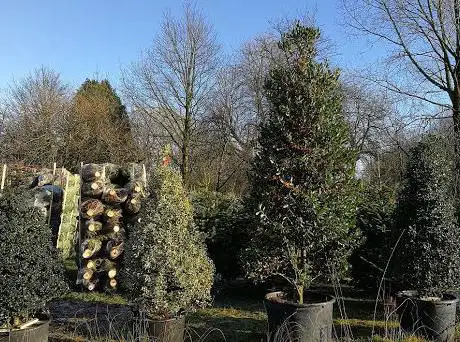 British Christmas Tree Company