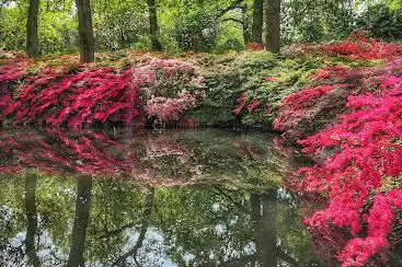 Isabella Plantation