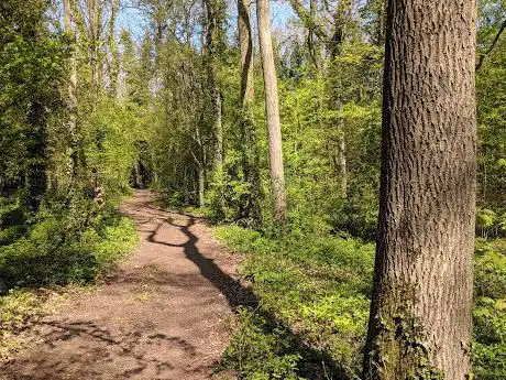 Brown's Wood