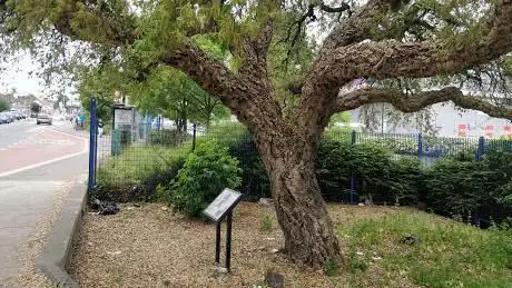 Cork Oak