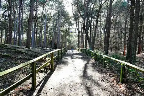 Formby Beach Woods