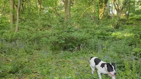 Bluebell Wood