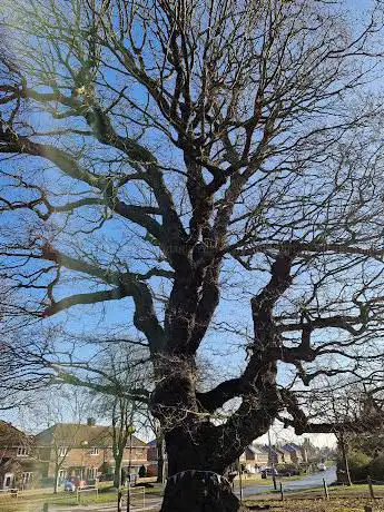 Grantham Oak