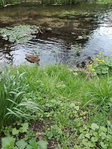 Ruisseau de la Fontaine d'Ouche Garden