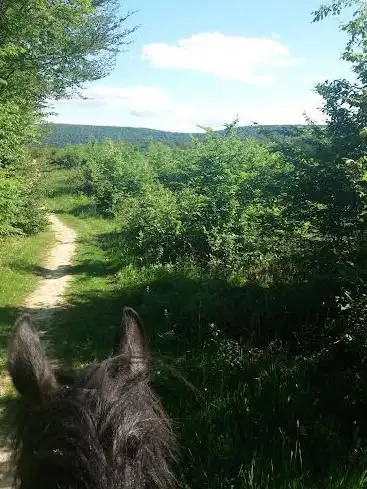 Horse Farm De La Forêt De Chailluz