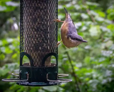 RSPB Bird Hide