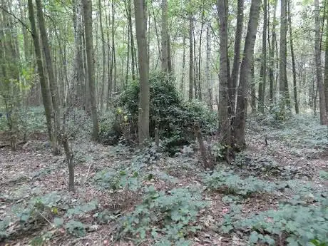 The forest at Cantley Park